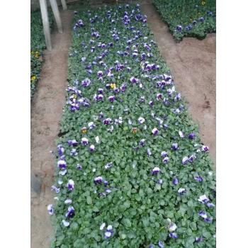 沐晨花卉種植園