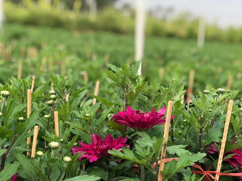 花市取消仍可買花 丹灶為居民提供 線上 線下 方式采購年花
