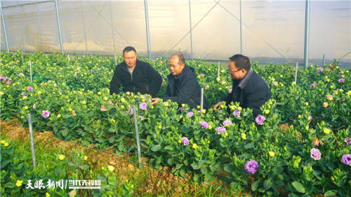 貴州黃平 花卉產業助增收