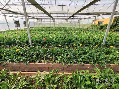 就業扶貧看鄂州 19 樂華花卉種植基地負責人金恢華 帶動貧困戶摘掉窮帽子