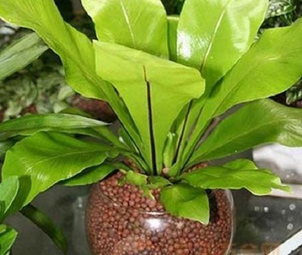 花卉怎樣進行無土栽培 - 農(nóng)業(yè)種植網(wǎng)