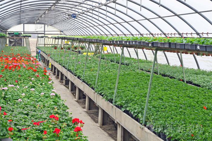 內(nèi)部的溫室種植花卉和植物保護