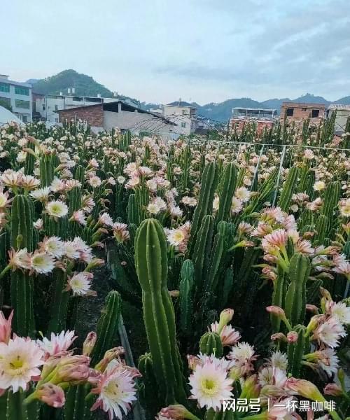 室內(nèi)種植霸氣花卉 從這3種中選擇大盆鎮(zhèn)宅花