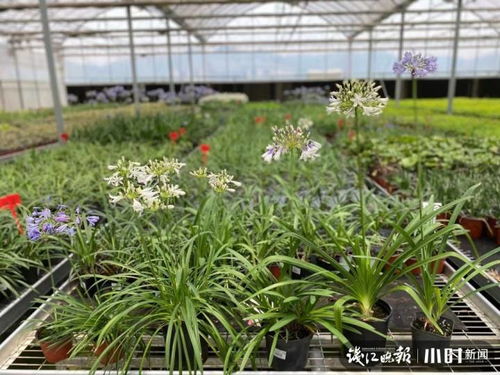 浙江一位90后女博士種出一片愛情花,此花長啥樣 清新淡雅,仙就一個字