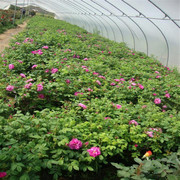 嵩明縣嵩陽鎮(zhèn)春德花卉種植園