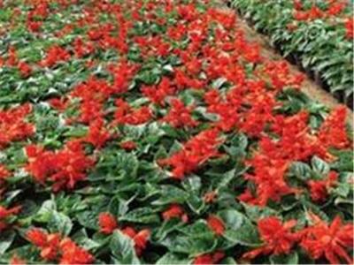 產品中心青州市紅海花卉苗木