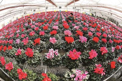 鮮花芬芳 俏銷市場