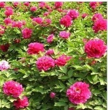 【富貴之花紅牡丹】最新最全富貴之花紅牡丹返利優惠_一淘網