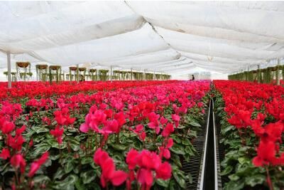安徽太和花卉苗木批發大市場在哪 地址及種植規模了解下