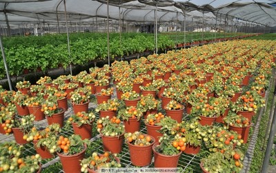 紅花種植場