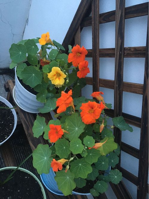 家里有個小陽臺,只需要養1種爬藤花,就能長成大花墻