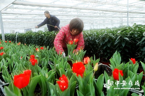 安徽阜陽 特色花卉助農增收