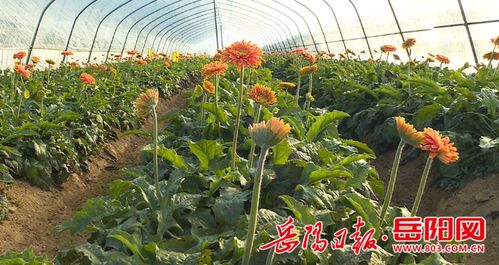 返鄉創業因地制宜 花卉種植助推鄉村振興