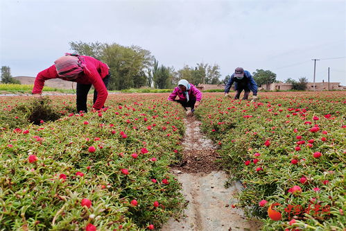 高臺 花卉制種為鄉村振興錦上添 花