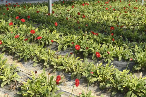 賞花不必遠行 安賽有個花卉基地滿足你的所有浪漫