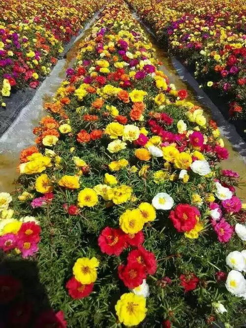 陽臺種上這5種花卉,一年四季都少不了花朵看