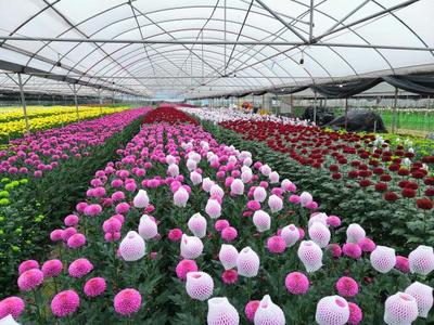 云城區省級花卉產業園企業銷售迎來開門紅