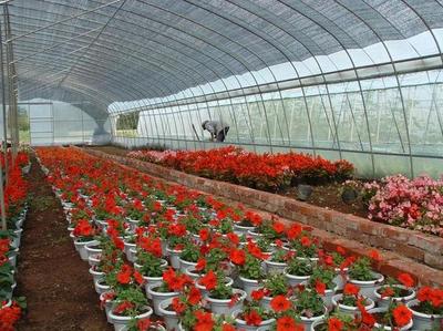 種花的技術培訓 - 花卉種植培訓班