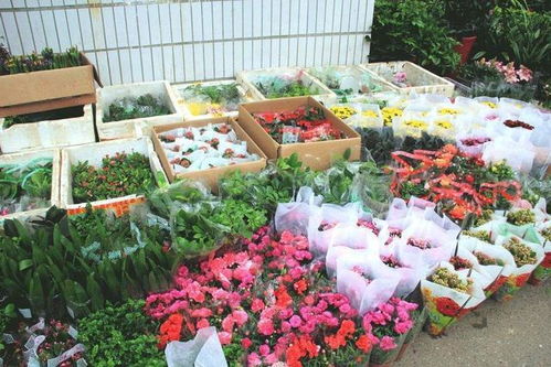 養花人建議 花市買花,有這3種特征的花別買,根本養不活