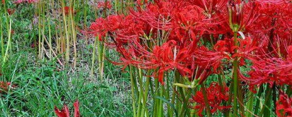 彼岸花怎么種植
