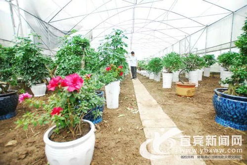 宜賓榜樣丨山溝溝里的致富帶頭人史進洪 了不起的代家村