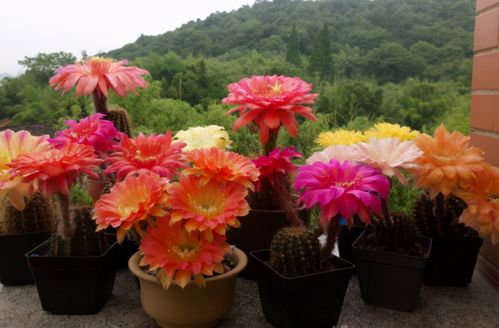 這幾款花草盆栽正適合上班族養殖,好活又漂亮