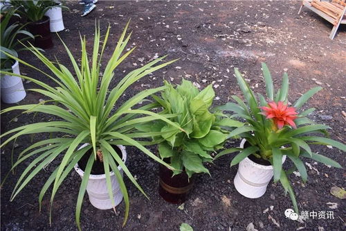 樟樹這家花卉種植基地逆天啦 老板豪氣全城大贈送 300盆精品盆景等你來拿 再不來就沒了......