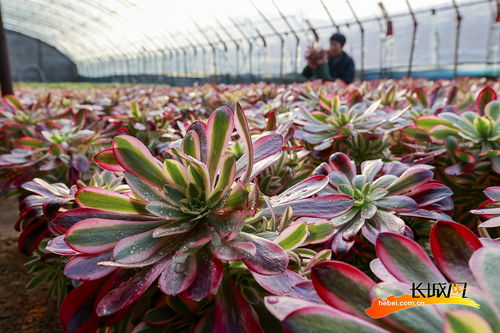 豐南區(qū) 小 多肉 催開致富花