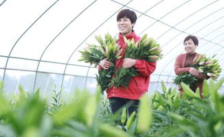 南和 花卉種植助農(nóng)增收