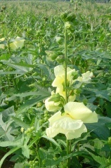 稀有花卉蔬菜--菜芙蓉_農副產品_世界工廠網