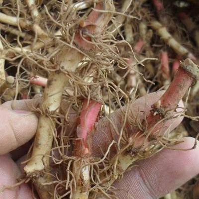 魚腥草類別魚腥草排行榜:90款優良魚腥草產品推薦