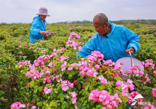 組圖丨 鮮花經濟 助農增收