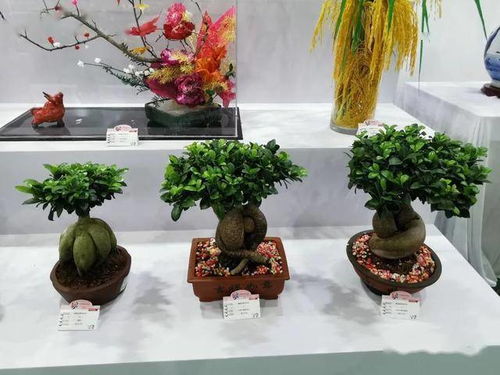 第十屆花博會 福建展區 優勢產品集中亮相
