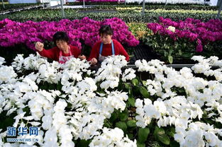 安徽 規模化花卉種植引領特色產業發展