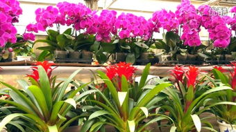 花卉 –