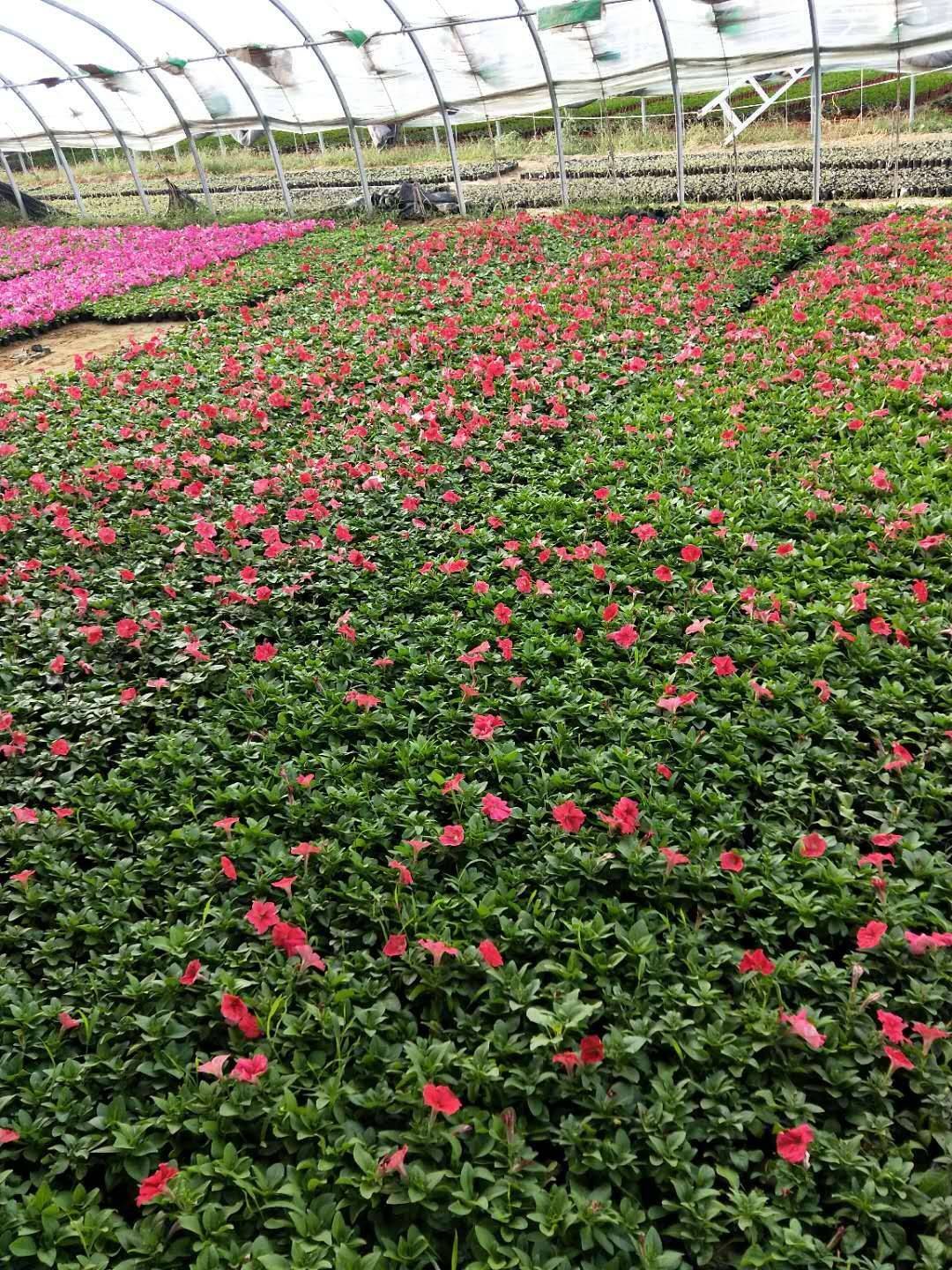 [矮牽牛批發] 沐晨花卉種植基地，大量牽牛花上市價格0.2元/棵 5000棵