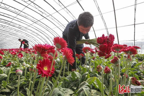 唐山開平 基地 市場發展花卉產業鳳凰網河北 鳳凰網