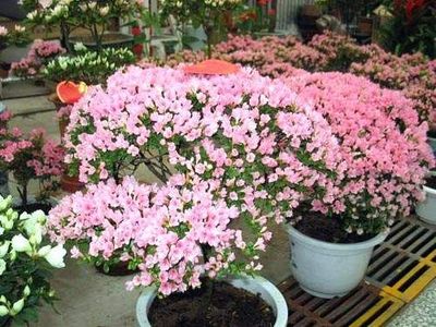 《北京望京花卉市場》