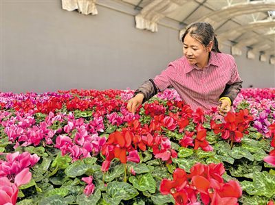 扦插花卉