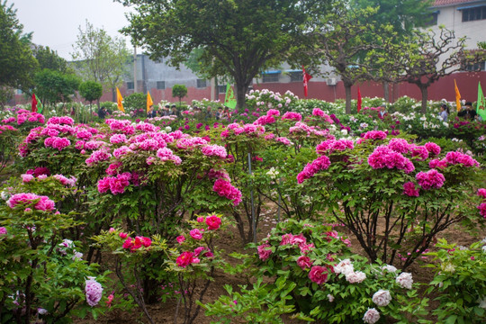 鮮花種植基地