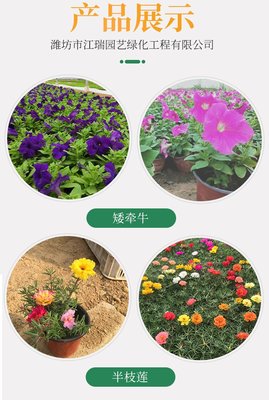 山東紫菀種植地銷售 紫菀景觀效果美麗 紫菀花徑種植花卉 江瑞園藝