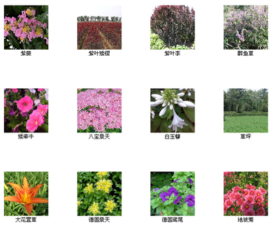 河北定州花灌木基地-產(chǎn)品6