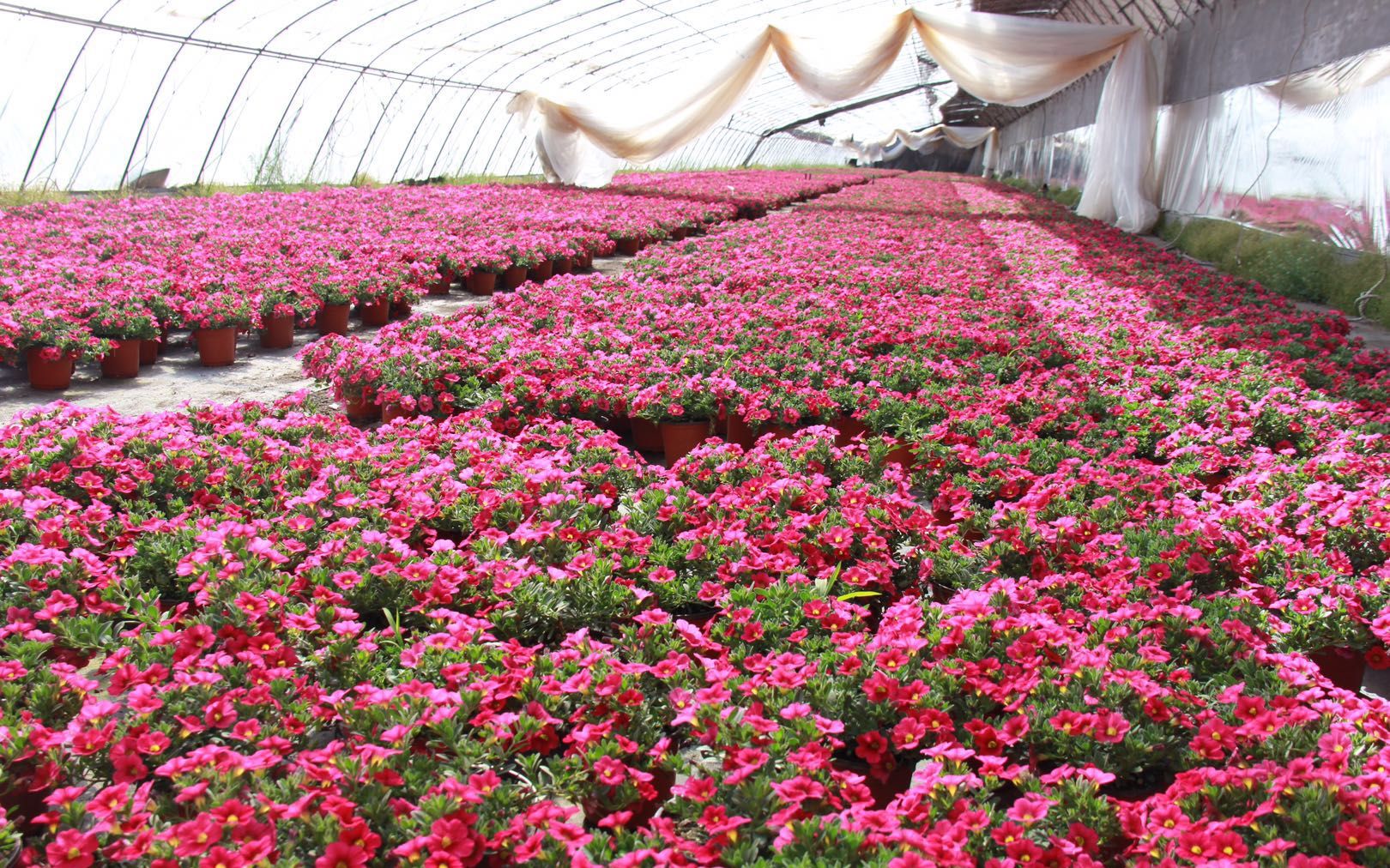 清明花卉種植忙 平谷馬昌營鎮(zhèn)百畝鮮花齊放_工人