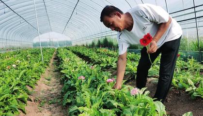 鮮花經(jīng)濟助增收