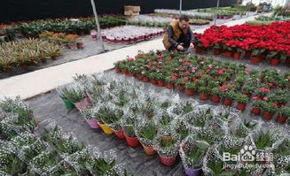 種植花卉銷路怎么開展