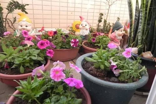 現在這個季節,陽臺上適合種什么花卉