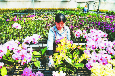 大力發展特色苗木花卉產業|中安在線合肥頻道|合肥新聞|合肥資訊