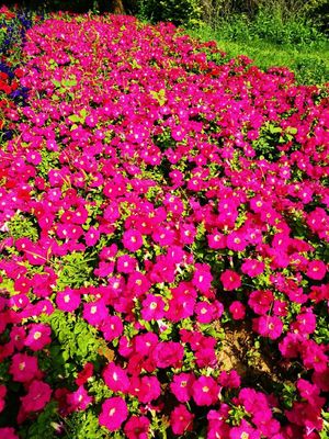 景觀花卉:矮牽牛