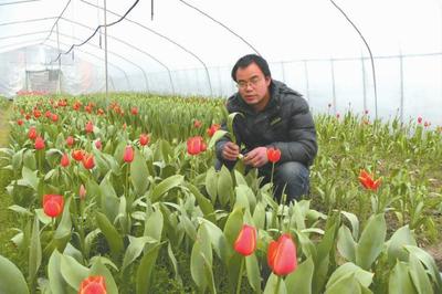 鮮花種植:郁金香高產種植技術,情人節不要再買花了