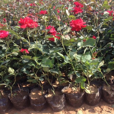 草花批發(fā) 月季批發(fā) 花卉種植批發(fā) 青州鑫超圖片_高清圖_細(xì)節(jié)圖